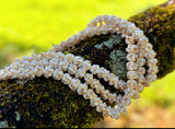 NIIHAU CROWNFLOWER LEI (28”)